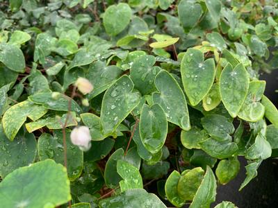 Epimedium x youngianum 'Merlin' - Young's Barrenwort from Pleasant Run Nursery