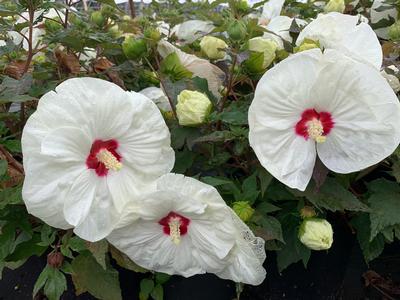 Hibiscus x Summerific French Vanilla - Rose Mallow