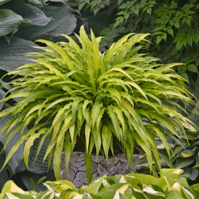 Hosta Curly Fries - Plantain Lily (Photo Walters Gardens, Inc.)