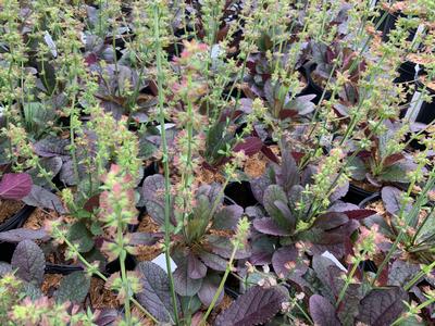 Salvia lyrata 'Purple Knockout' - Lyre-leaf Sage from Pleasant Run Nursery