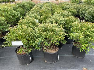 Ilex glabra Nordic - Inkberry Holly from Pleasant Run Nursery