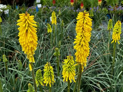 Kniphofia x 'Gold Rush' - Red Hot Poker from Pleasant Run Nursery