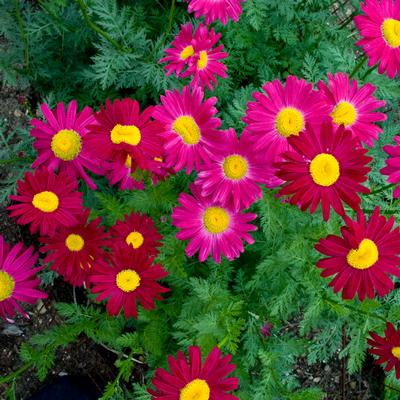 Tanacetum coccineum 'Robinson's Red' - Painted Daisy (Photo: Walter's Gardens, Inc.)