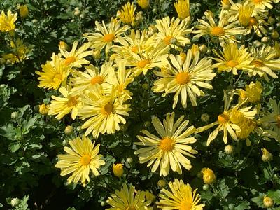 Chrysanthemum Mammoth 'Yellow Quill' - Hardy Mum from Pleasant Run Nursery