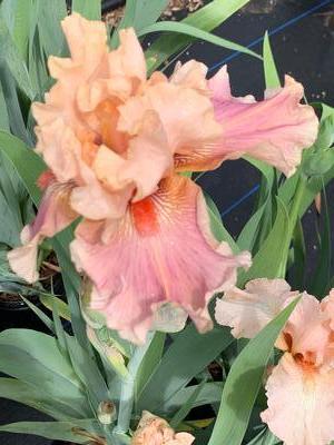 Iris germanica 'Entitled' - German Bearded Iris from Pleasant Run Nursery