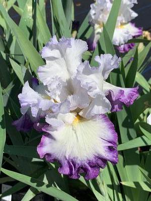 Iris germanica Gypsy Lord