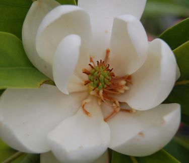 Magnolia virginiana 'Green Shadow' (formerly 'Greenbay')