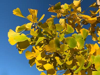 Ginkgo biloba 'Autumn Gold' - Maidenhair Tree from Pleasant Run Nursery