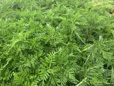 Artemisia gmelinii SunFern 'Olympia' - Russian Wormwood from Pleasant Run Nursery