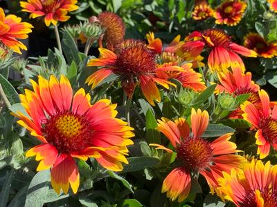 Gaillardia aristata 'Arizona Sun' - Blanket Flower from Pleasant Run Nursery