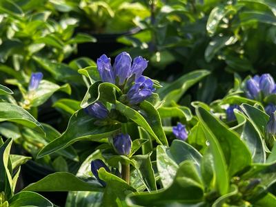 Gentiana cruciata 'Blue Cross' - Blue Cross Gentian from Pleasant Run Nursery