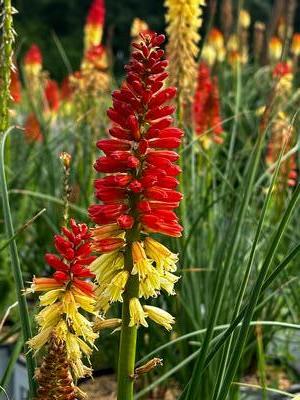 Kniphofia x Pyromania® 'Rocket's Red Glare' - Red Hot Poker from Pleasant Run Nursery