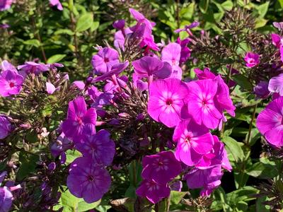 Phlox paniculata 'Cover Girl' - Garden Phlox from Pleasant Run Nursery