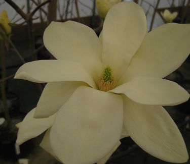 Magnolia x 'Elizabeth' 