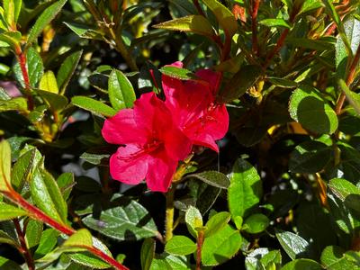 Rhododendron Encore® Autumn Ruby® - Azalea- Encore Autumn Ruby from Pleasant Run Nursery