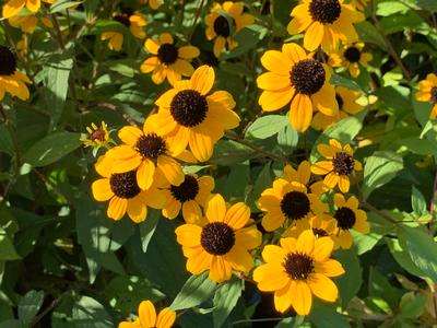 Rudbeckia triloba - Brown-Eyed Susan from Pleasant Run Nursery