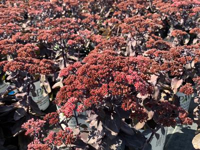 Sedum x 'Back in Black' - Stonecrop from Pleasant Run Nursery