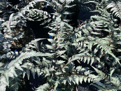 Athyrium nipponicum 'Godzilla' - Fern- Japanese Painted fern from Pleasant Run Nursery