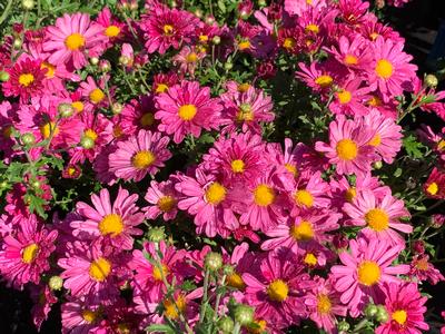 Chrysanthemum Mammoth™ 'Lavender Daisy'- Hardy Mum from Pleasant Run Nursery