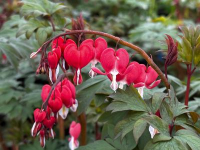 Dicentra spectabilis 'Valentine' - Bleeding Heart from Pleasant Run Nursery