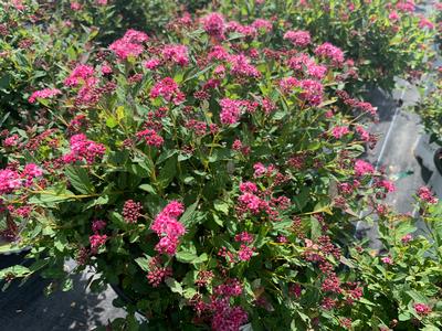 Spiraea media 'Double Play Pink' - Spirea, meadowsweet from Pleasant Run Nursery