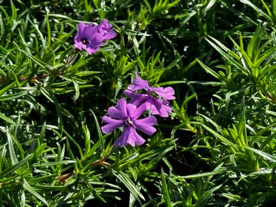 Phlox subulata 'Purple Beauty' - Creeping Phlox from Pleasant Run Nursery
