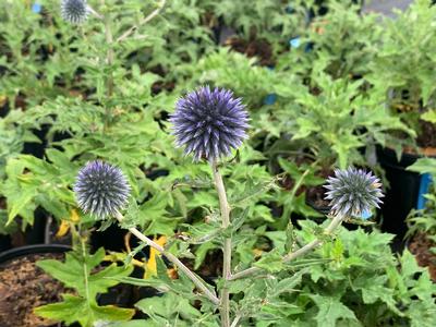 Echinops bannaticus 'Blue Glow' - Blue Glow Globe Thistle from Pleasant Run Nursery