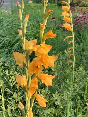 Gladiolus dalenii 'Boone' - Gladiola from Pleasant Run Nursery