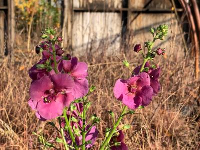 Verbascum x 'Plum Smokey' - Mullein from Pleasant Run Nursery