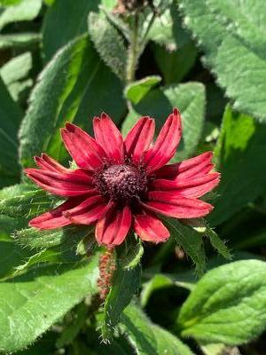 Rudbeckia hirta Cherry Brandy