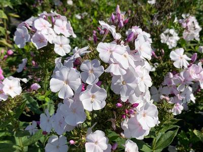 Phlox paniculata 'Party Girl' - Garden Phlox from Pleasant Run Nursery