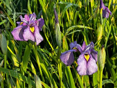 Iris pseudata 'Shiryukyo' - Pseudata Iris from Pleasant Run Nursery
