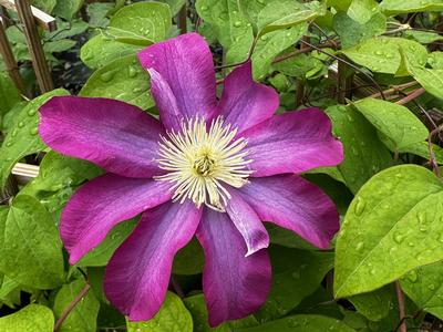 Clematis 'Pink Champagne' - Clematis from Pleasant Run Nursery
