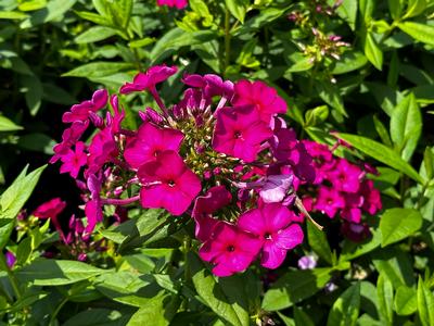 Phlox paniculata 'Flame Purple' - Garden Phlox from Pleasant Run Nursery