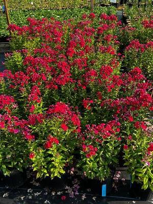 Phlox paniculata 'Flame Red' - Garden Phlox from Pleasant Run Nursery