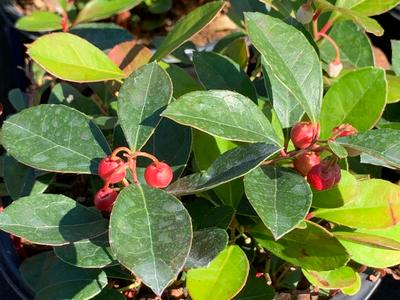 Gaultheria procumbens 'Cherry Berries' - Creeping Wintergreen from Pleasant Run Nursery