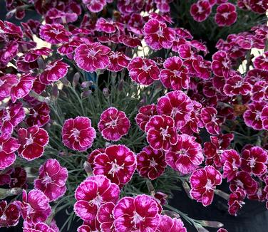 Dianthus hybrida Mountain Frost™ 'Ruby Glitter' - Cheddar Pinks from Pleasant Run Nursery