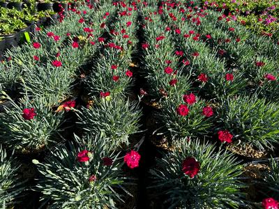 Dianthus hybrida Mountain Frost™ 'Ruby Garnet' - China Pinks, Cheddar Pinks from Pleasant Run Nursery