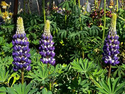 Lupine polyphyllus Westcountry™ 'Blacksmith' - Lupine from Pleasant Run Nursery