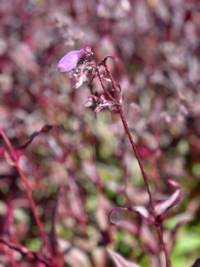 Penstemon digitalis 'Pocahontas' - Beardtongue from Pleasant Run Nursery