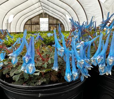 Corydalis 'Blue Heron' - Corydalis Blue Panda from Pleasant Run Nursery