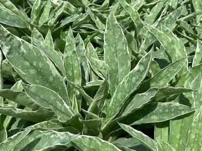 Pulmonaria x 'Raspberry Frost' - Lungwort from Pleasant Run Nursery