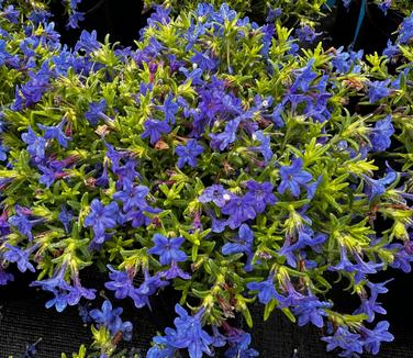 Lithodora diffusa 'Gold 'n Sapphires' - Lithodora- Grace Ward from Pleasant Run Nursery