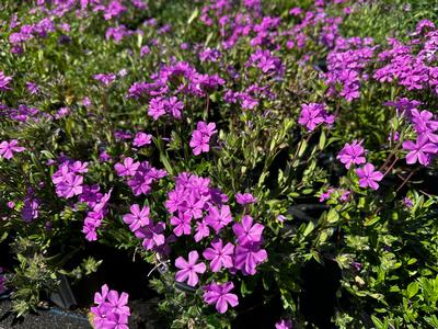 Silene caroliniana - Wild Pink from Pleasant Run Nursery