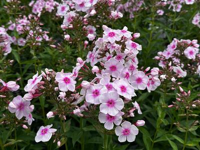 Phlox paniculata 'Luminary Opalescence' - Garden Phlox from Pleasant Run Nursery