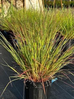 Schizachyrium scoparium 'Blaze' - Little Blue Stem from Pleasant Run Nursery