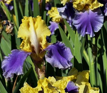 Iris germanica 'Edith Wolford' - German Bearded Iris from Pleasant Run Nursery