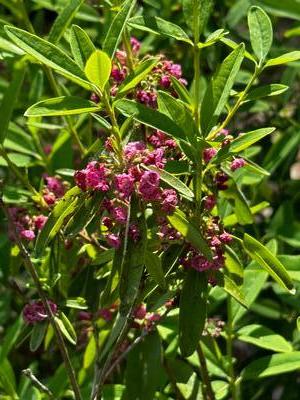 Kalmia angustifolia - Mountain Laurel from Pleasant Run Nursery