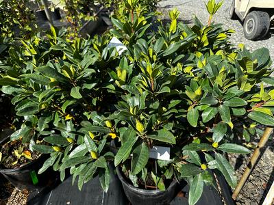 Rhododendron x 'Anah Kruschke' - Rhododendron from Pleasant Run Nursery