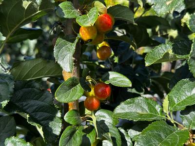 Malus x Ivory Spear® - Crabapple from Pleasant Run Nursery